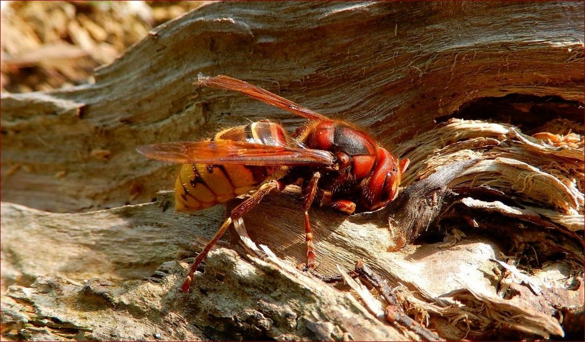Jakich zapachów nie lubią komary? 10 aromatów, które je odpędzają!