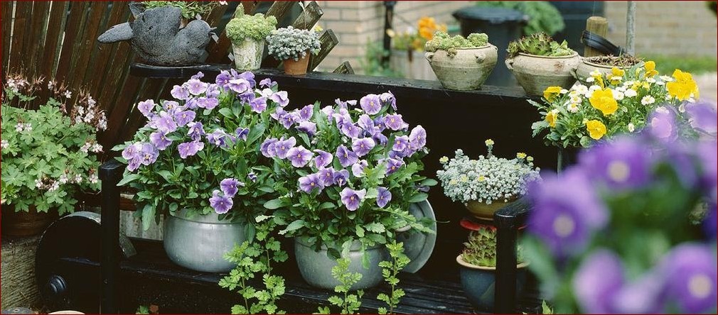 Jakie kwiaty można sadzić w marcu? Odkryj wiosenny ogród marzeń!