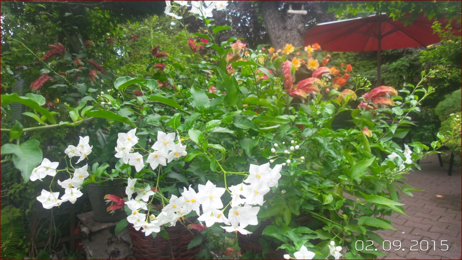 Jaśmin w doniczce: Sekret na bujne kwitnienie i upajający aromat w Twoim domu