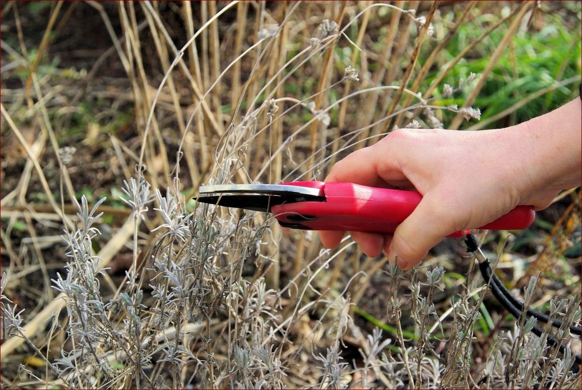 Jesienne cięcie lawendy - krok po kroku jak przycinać lawędę jesienią