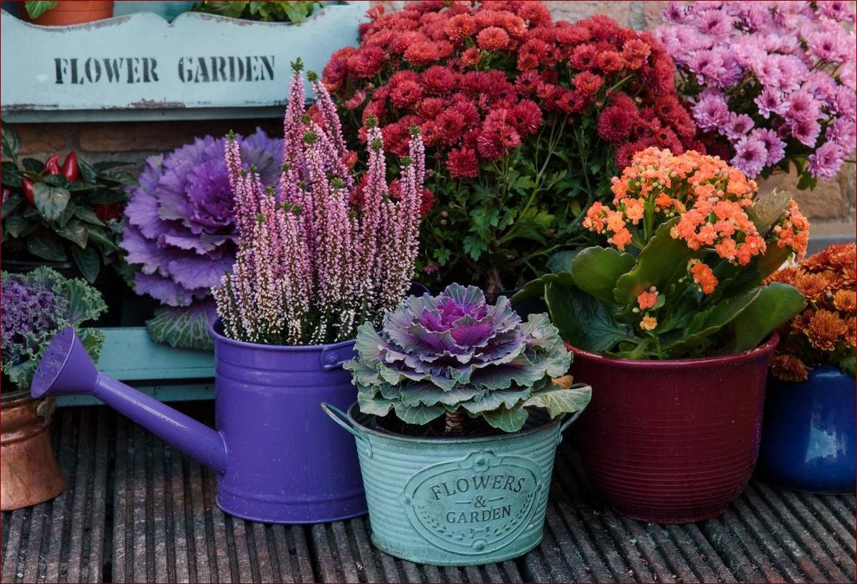 Jesienne kwiaty na balkon - Przepis na kolorową, kwiatową oazę w mieście