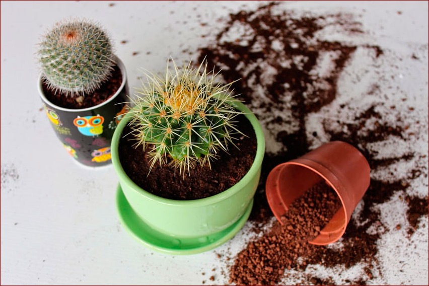 Kaktus w domu przesądy - Odkryj niezwykłe wierzenia i tradycje otaczające te kolczaste rośliny