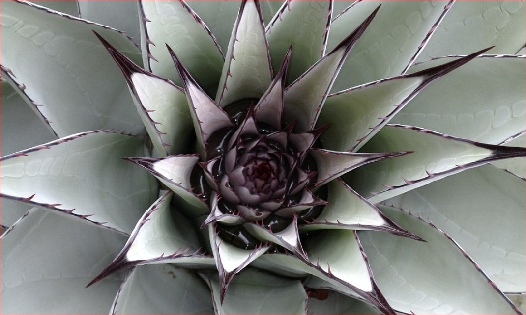 Kalanchoe jak dbać - Kompleksowy przewodnik dla pięknych roślin domowych