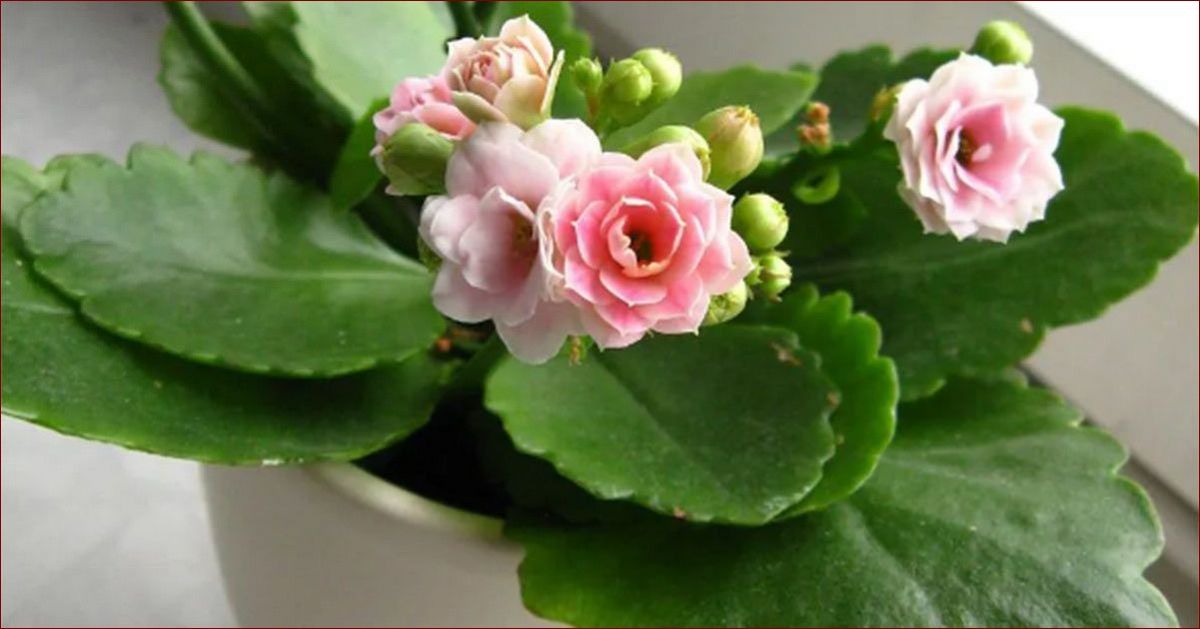 Kalanchoe nie kwitnie? Poznaj 7 skutecznych sposobów na obfite kwiaty!