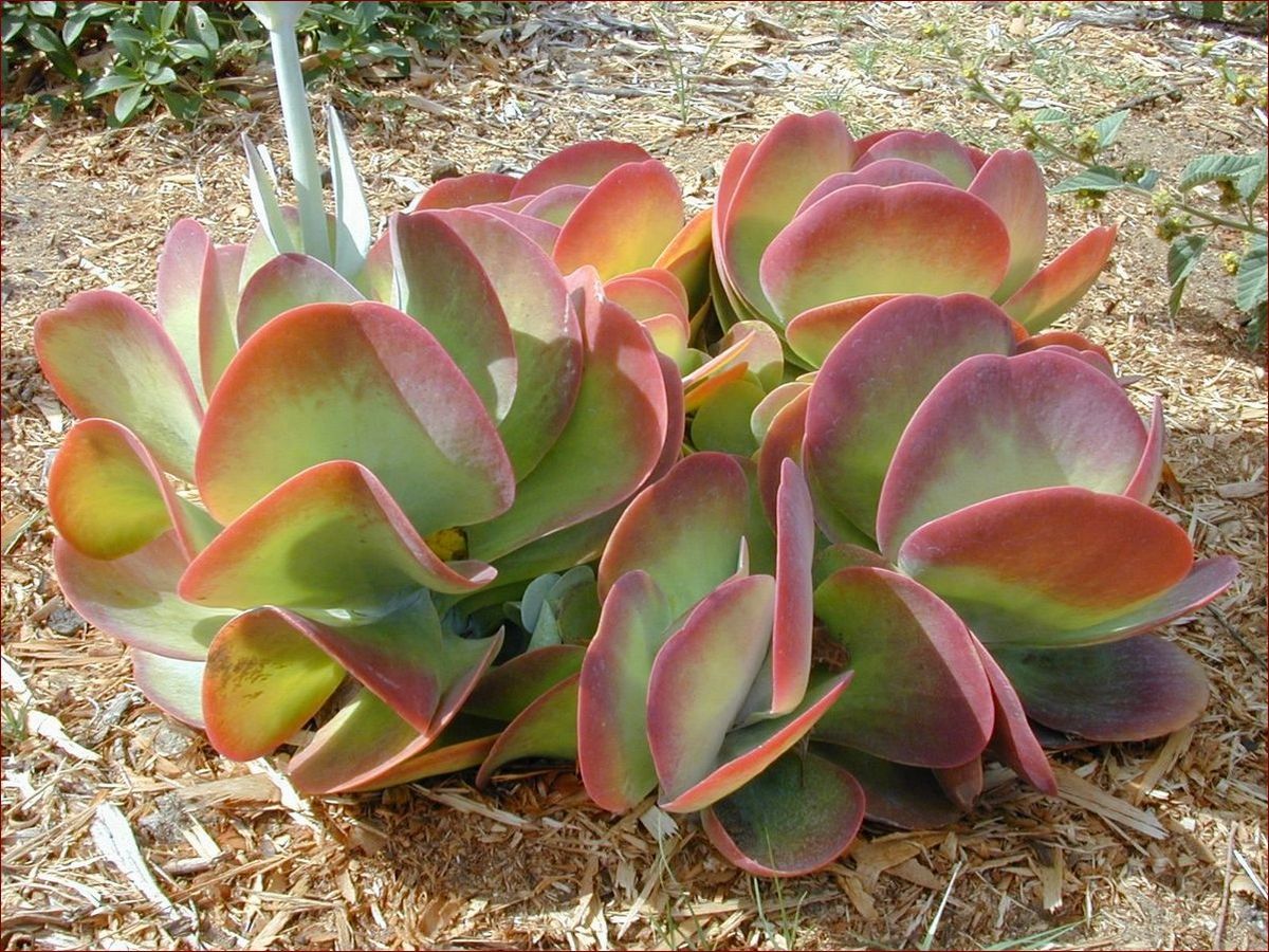 Kalanchoe thyrsiflora Uprawa: Poradnik dla Miłośników Egzotycznych Sukulentów