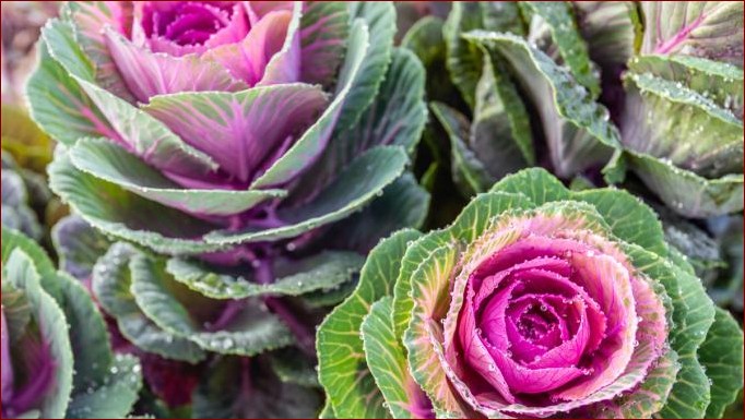 Kapusta ozdobna uprawa - Jak ozdobić ogród niezwykłą roślinnością?