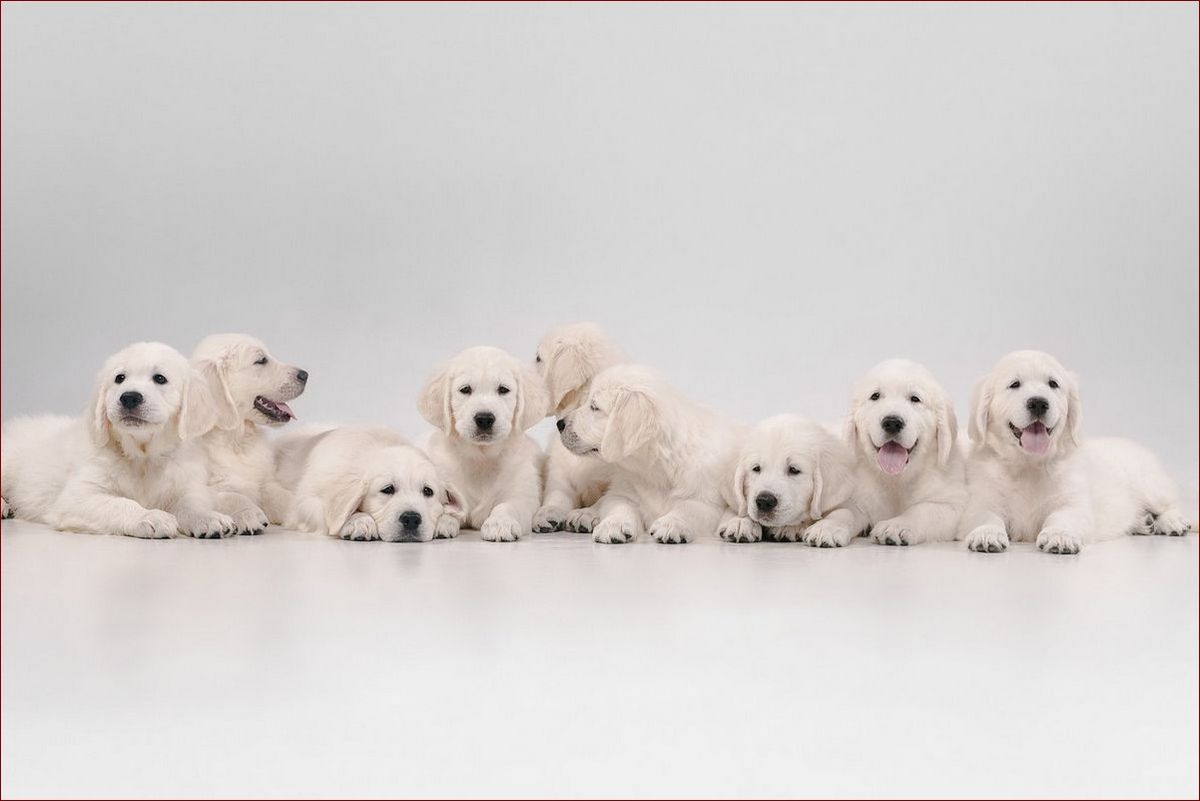 Katar u psa - jak rozpoznać objawy i leczyć skutecznie swoje zwierzę?