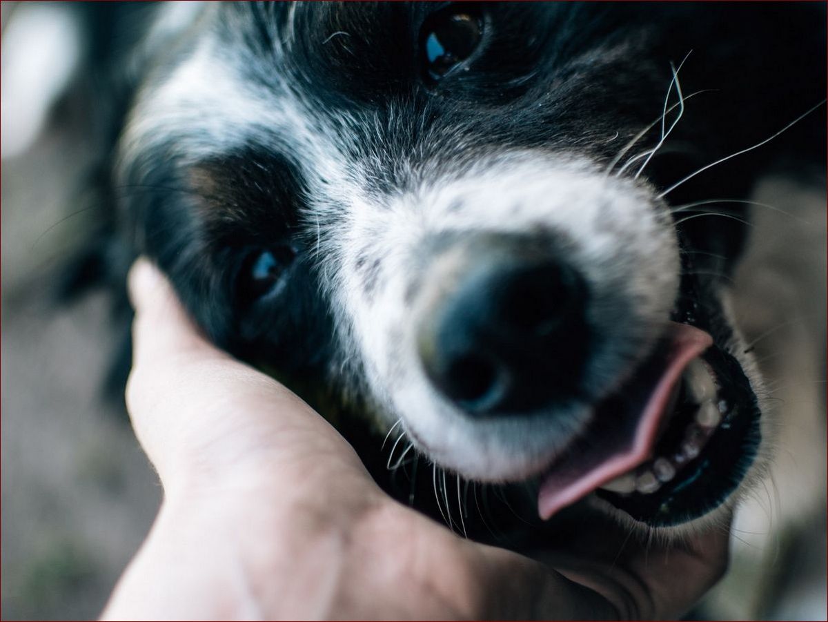 Katar u psa - jak rozpoznać objawy i leczyć skutecznie swoje zwierzę?