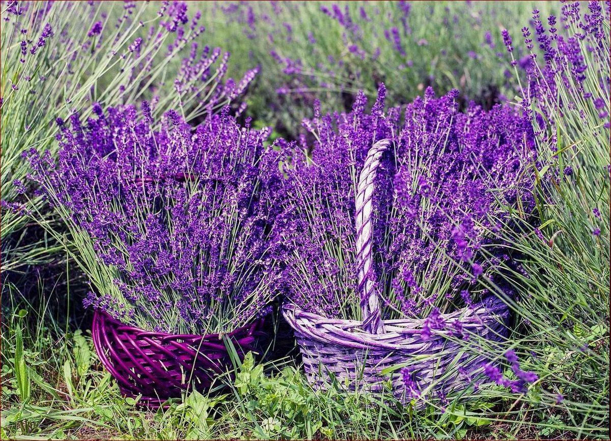 Kiedy ścinać kwiaty lawendy? Poznaj idealny moment na piękny i aromatyczny bukiet