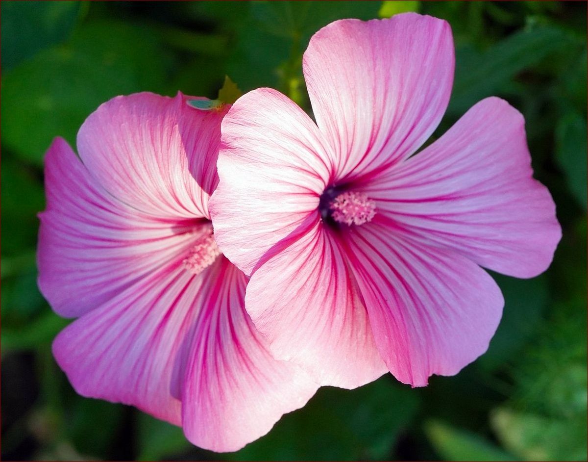 Kiedy kwitnie hibiskus: Poznaj sekrety obfitego kwitnienia tych egzotycznych kwiatów