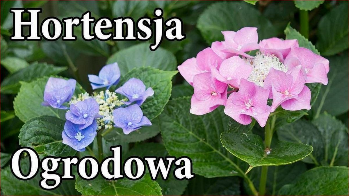 Kiedy przesadzić hortensję ogrodową? Poznaj najlepszy czas i technikę