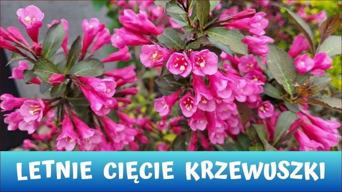 Kiedy przycinać krzewuszkę? Podpowiedzi dla pięknego i bujnego ogrodu!