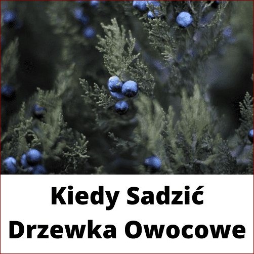 Kiedy sadzić drzewka owocowe? Praktyczny poradnik dla uzyskania obfitych plonów!