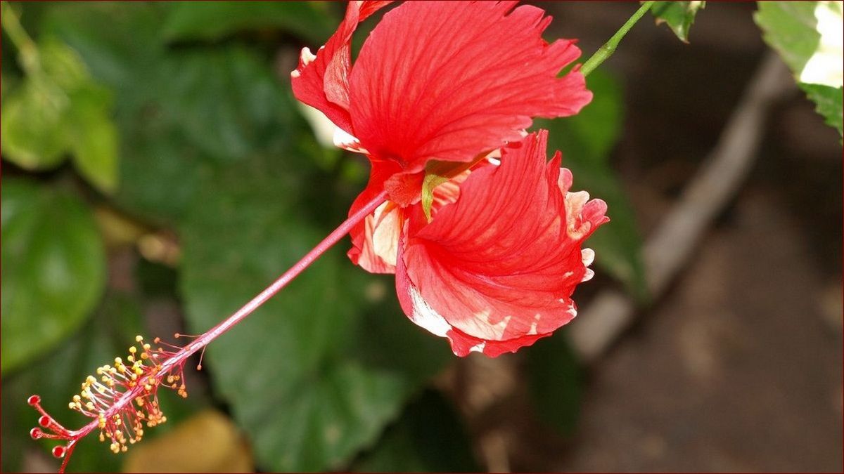 Kiedy sadzić hibiskusa? Kompleksowy przewodnik dla ogrodników