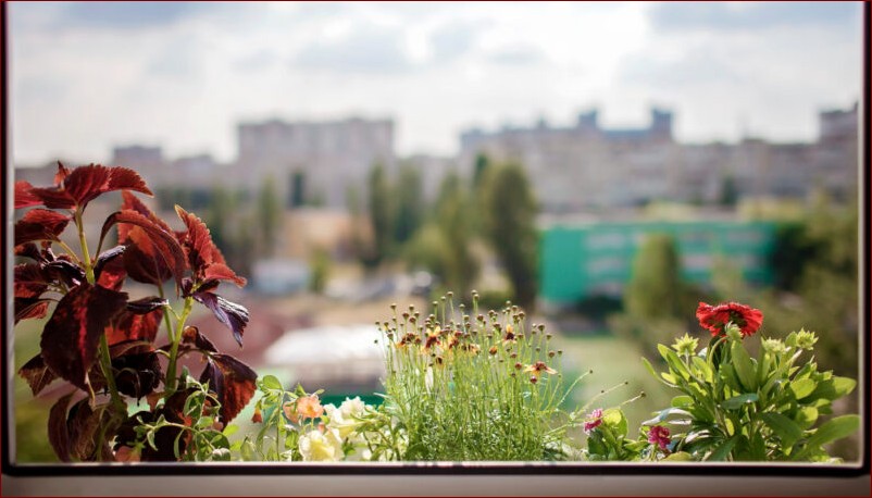 Kiedy sadzić lawendy? Odkryj idealny czas dla obfitego kwitnienia tych aromatycznych roślin!