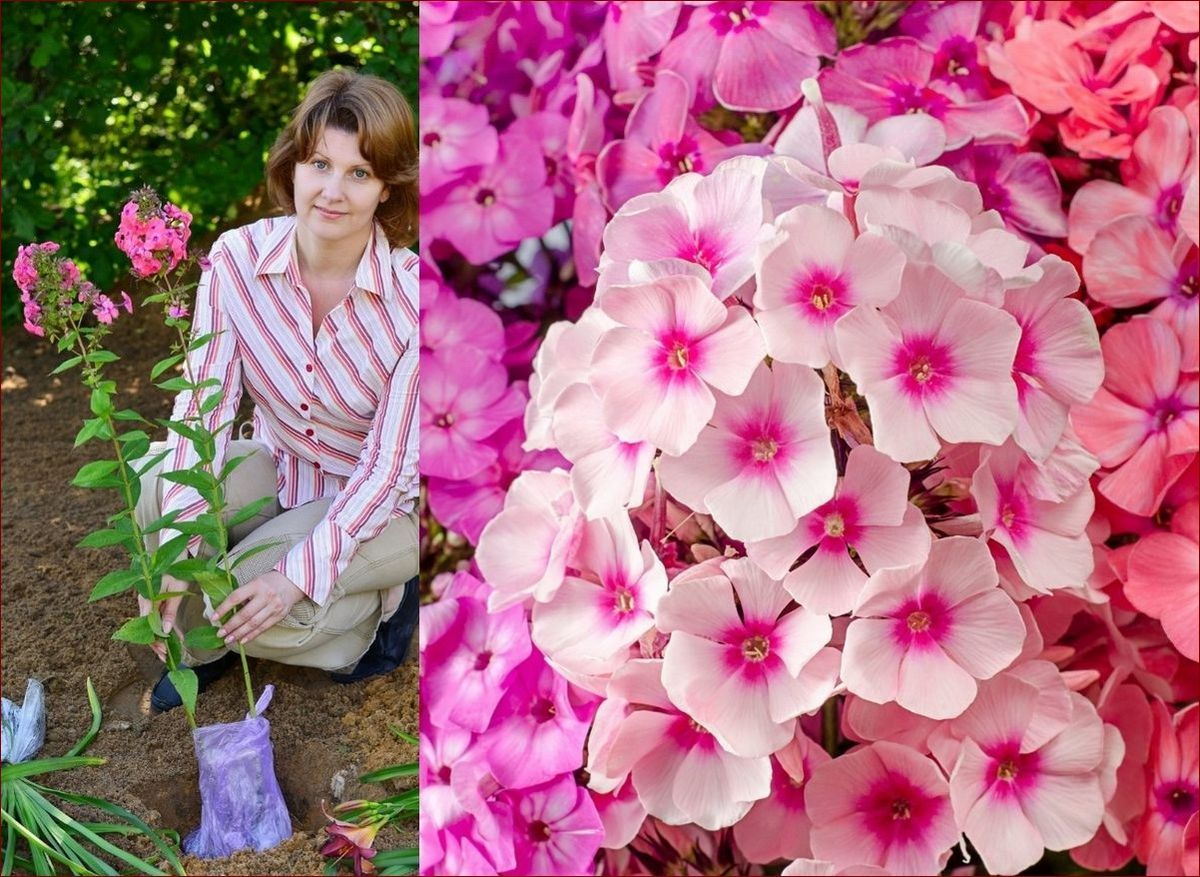 Kiedy sadzić żonkile w doniczkach? Poznaj sekret pięknych kwiatów w domu!