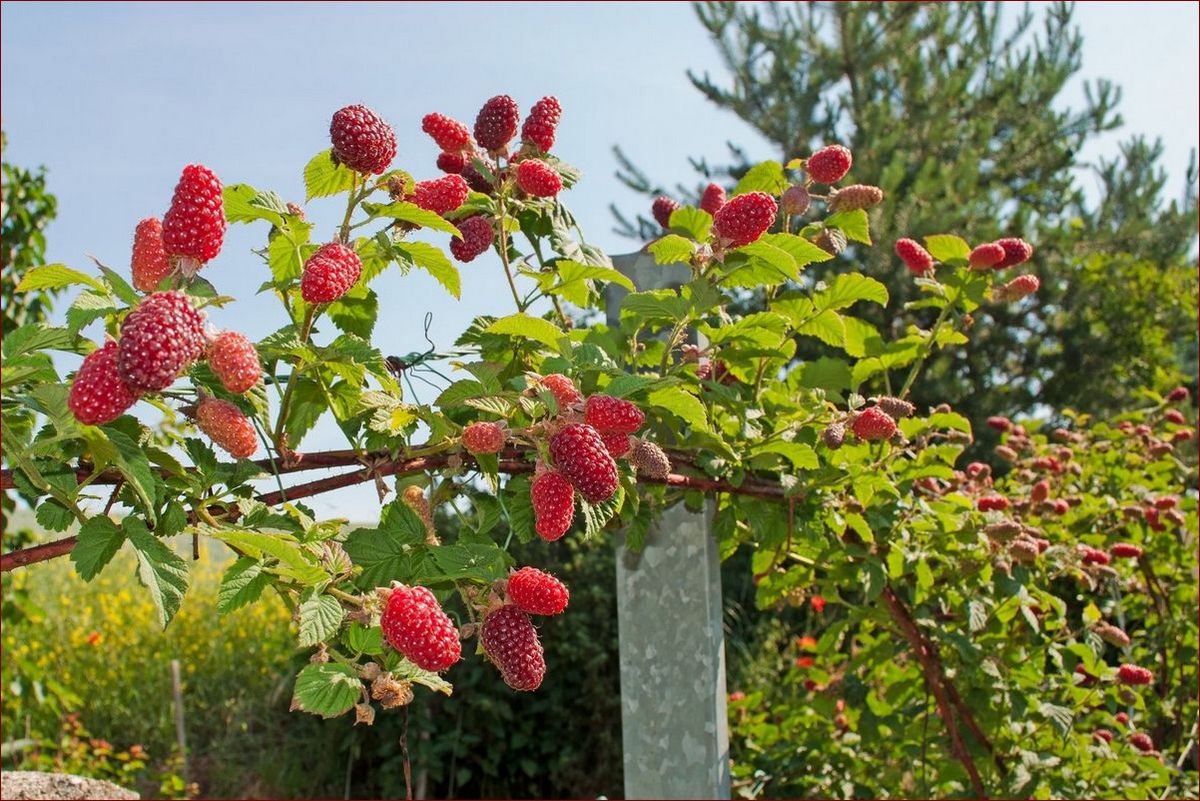 Kiedy sadzimy maliny jesienne? Odkryj najlepszy termin dla soczystych plonów!