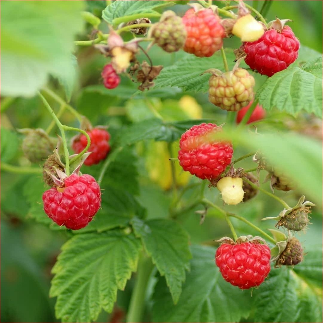 Kiedy sadzimy maliny jesienne? Odkryj najlepszy termin dla soczystych plonów!