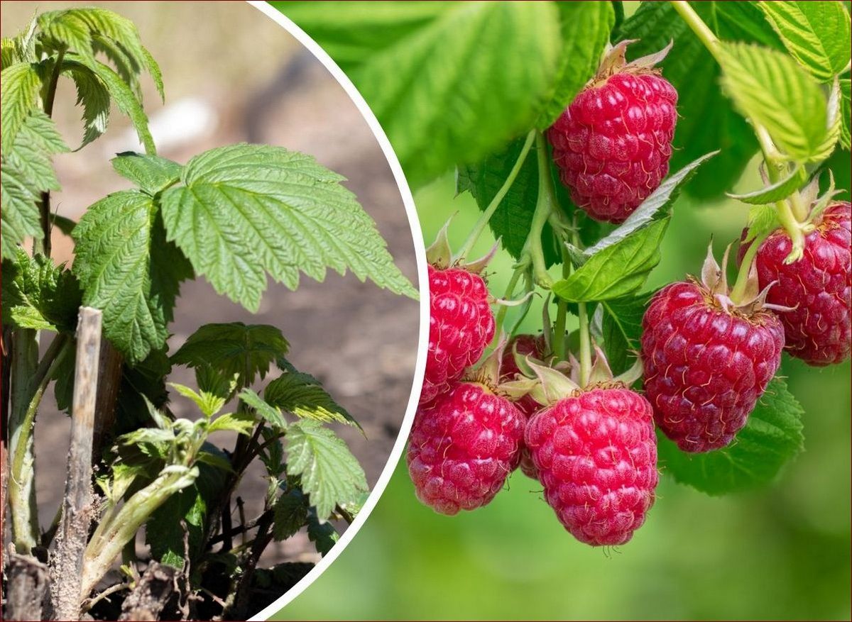 Kiedy sadzimy maliny jesienne? Odkryj najlepszy termin dla soczystych plonów!
