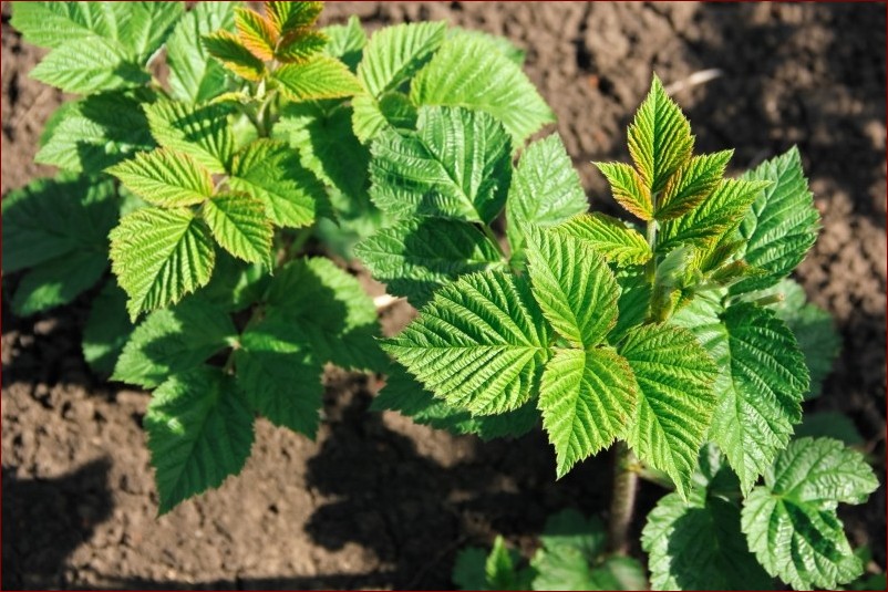 Kiedy sadzimy maliny jesienne? Odkryj najlepszy termin dla soczystych plonów!