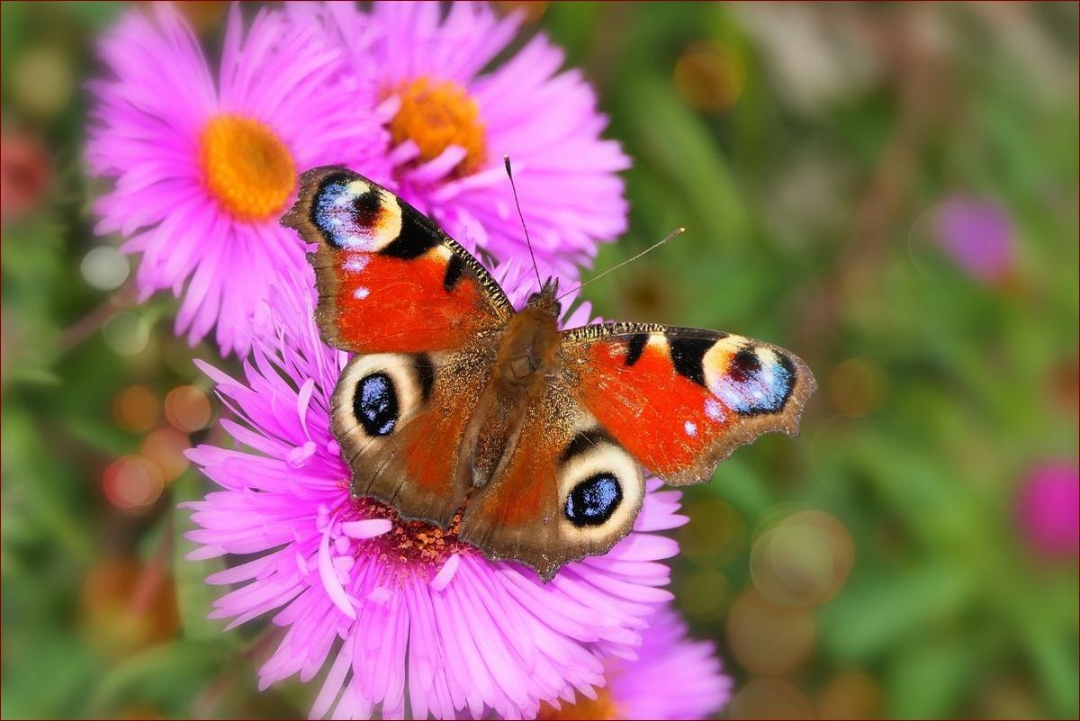 Kiedy siać astry - ostateczny przewodnik dla początkujących ogrodników