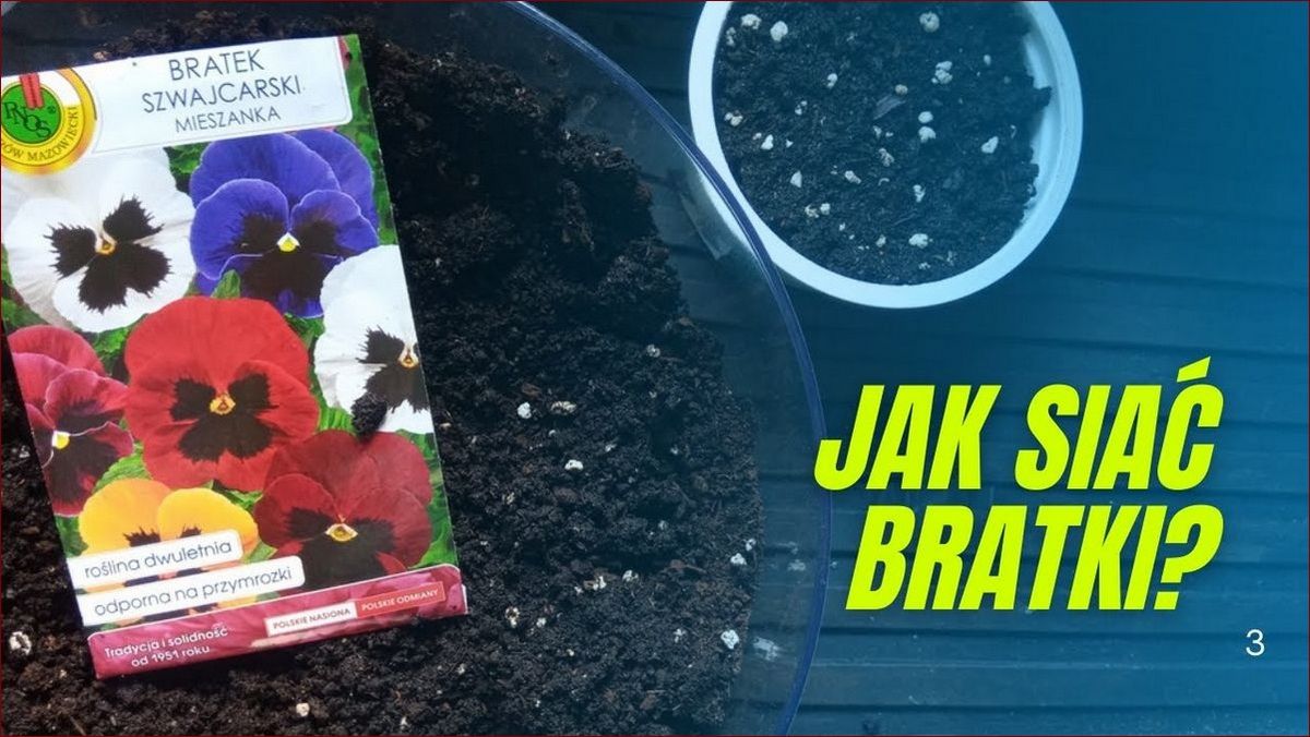Kiedy siać bratki? Odkryj sekret obfitego kwitnienia tych uroczych kwiatów