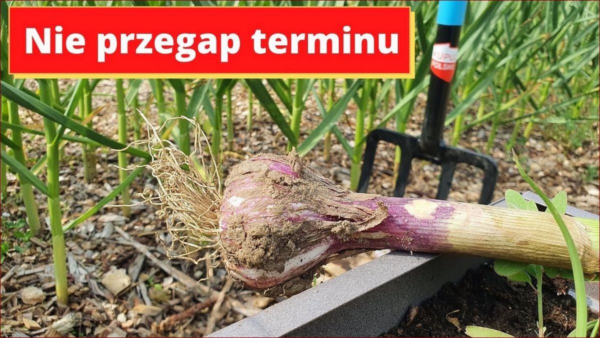 Kiedy siać czosnek? Poznaj najlepszy czas dla obfitych plonów! () Kiedy siać czosnek? Poznaj najlepszy czas dla obfitych plonów!