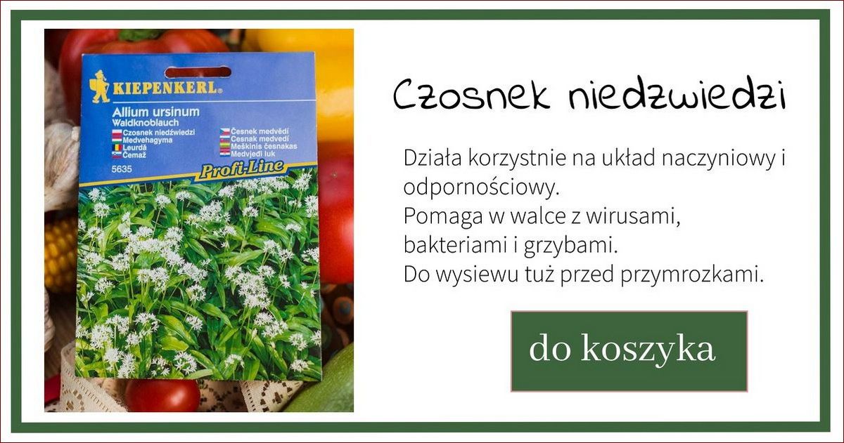 Kiedy siać czosnek? Poznaj najlepszy czas dla obfitych plonów!