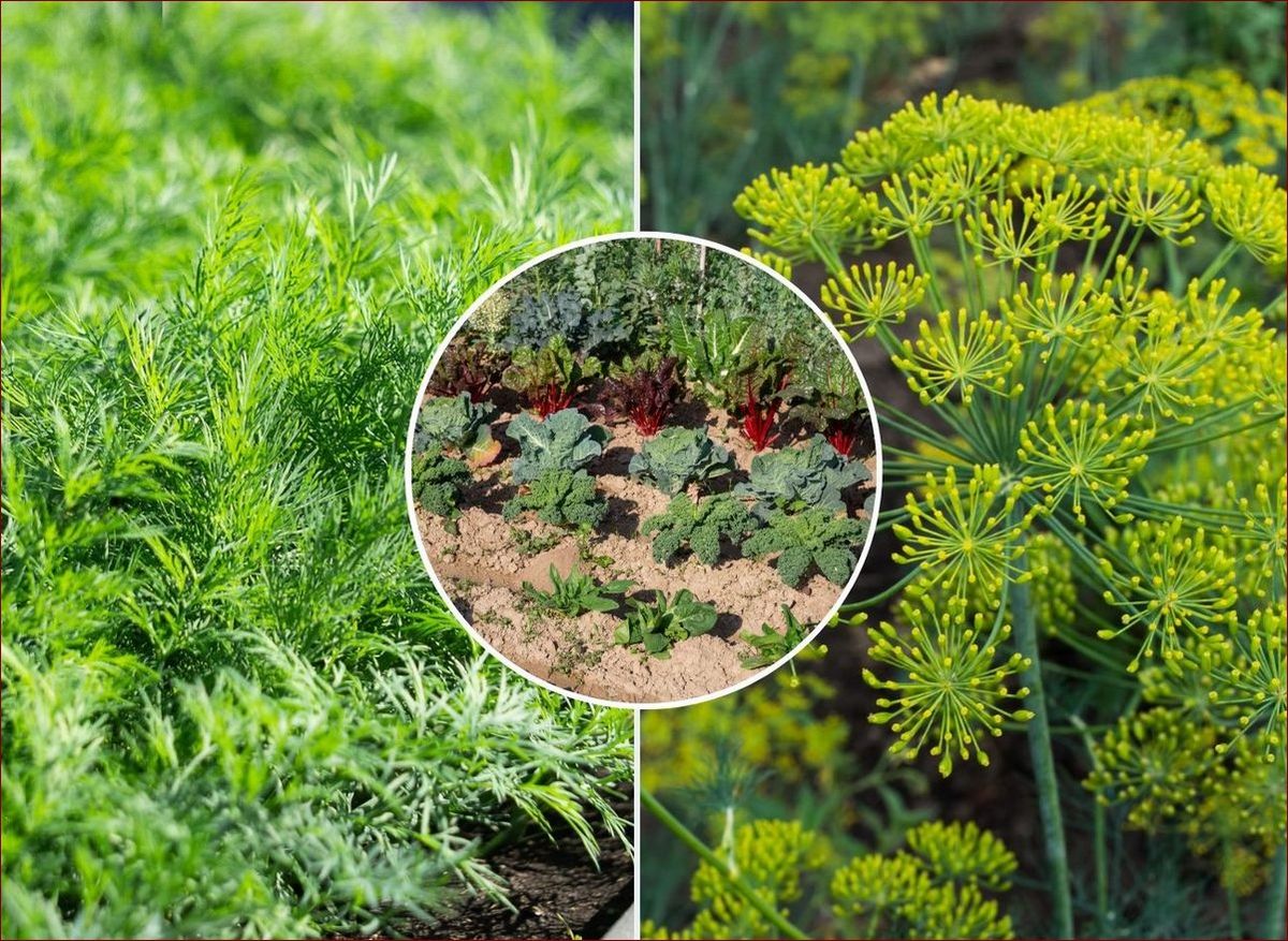 Kiedy siać koper? Kompleksowy poradnik dla ogrodu pełnego aromatów