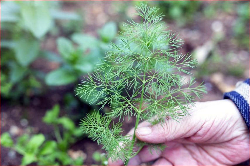 Kiedy siać koper? Kompleksowy poradnik dla ogrodu pełnego aromatów