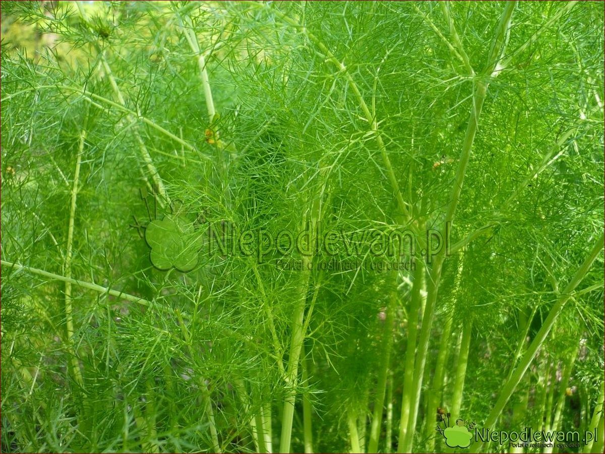Kiedy siać koper? Kompleksowy poradnik dla ogrodu pełnego aromatów