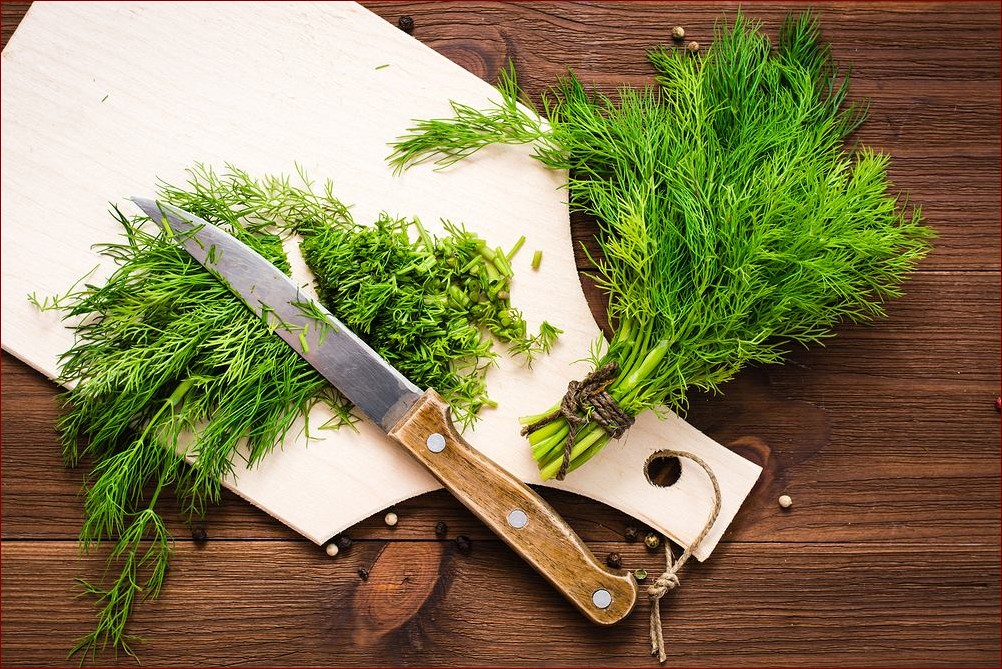 Kiedy siać koper? Kompleksowy poradnik dla ogrodu pełnego aromatów