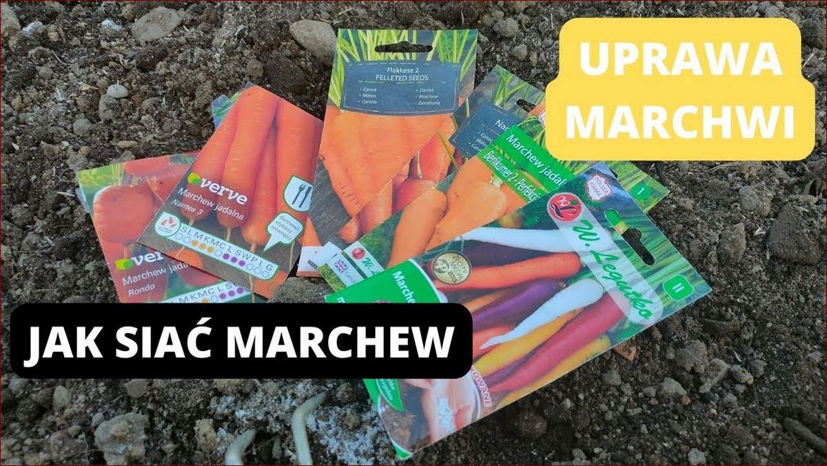 Kiedy siać marchew? Kompletny poradnik dla bogatych i smacznych zbiorów