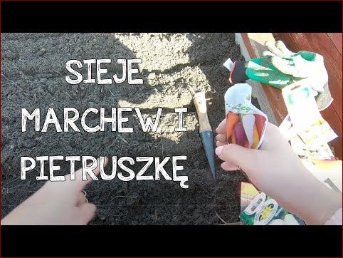 Kiedy siać marchew? Kompletny poradnik dla bogatych i smacznych zbiorów