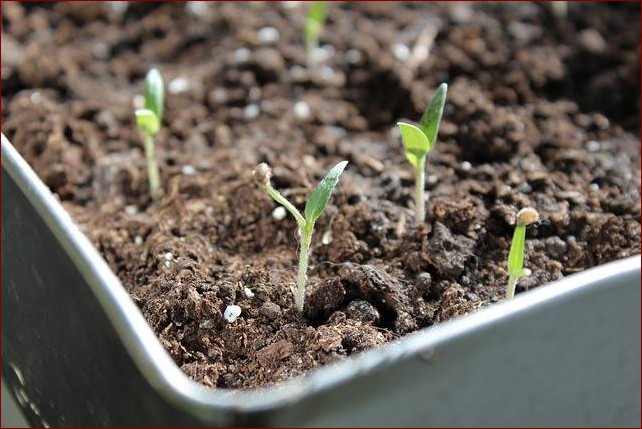 Kiedy siać ogórki na rozsadę? Sprawdź terminy i porady dla każdej strefy!