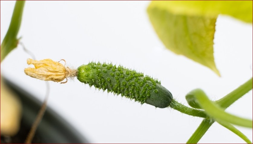 Kiedy siać ogórki na rozsadę? Sprawdź terminy i porady dla każdej strefy!