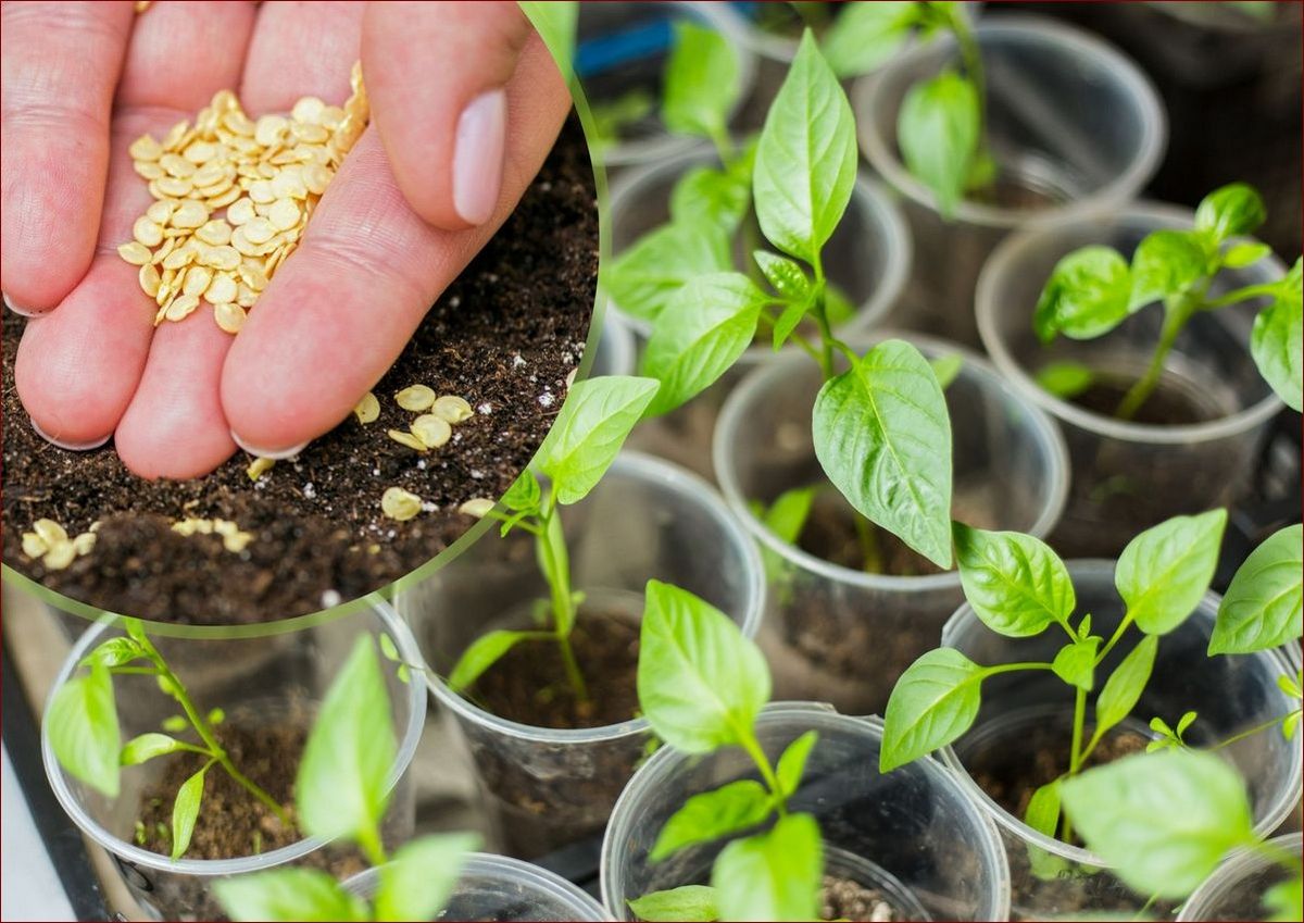 Kiedy siać paprykę? Sprawdź najlepszy czas uprawy i zbioru słodkich płodów