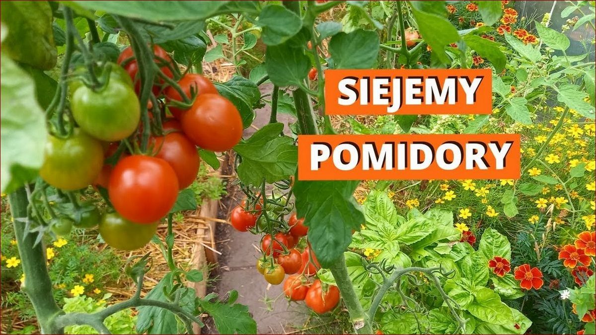 Kiedy siać pomidory na rozsadę? Poznaj sekret idealnego terminu i obfitych plonów! () Kiedy siać pomidory na rozsadę? Poznaj sekret idealnego terminu i obfitych plonów!