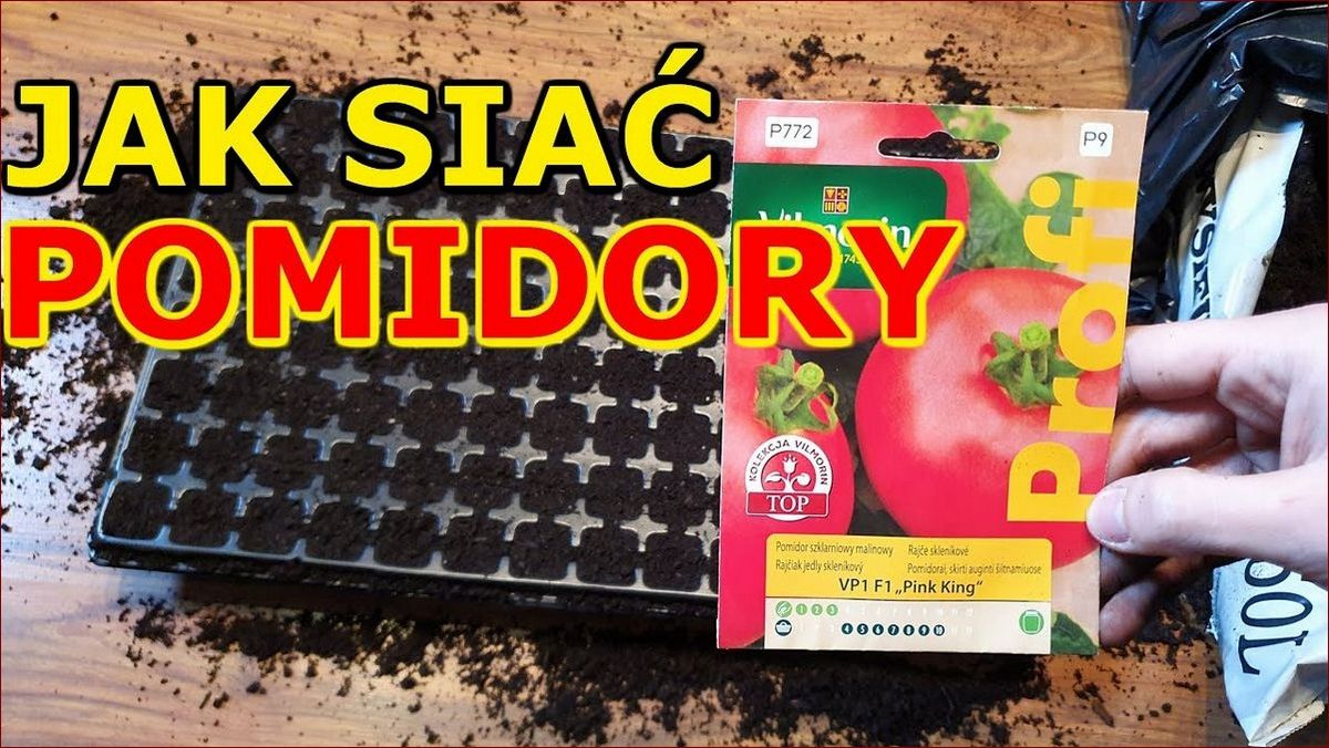 Kiedy siać pomidory na rozsadę? Poznaj sekret idealnego terminu i obfitych plonów! () Kiedy siać pomidory na rozsadę? Poznaj sekret idealnego terminu i obfitych plonów!