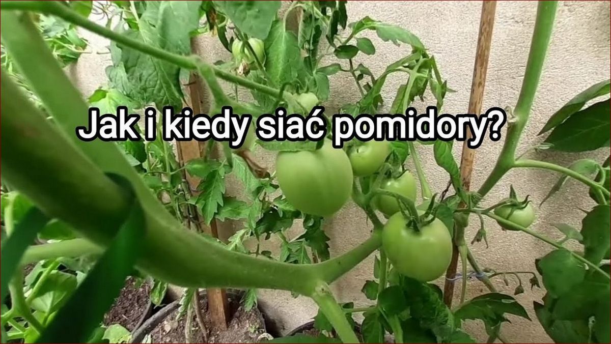 Kiedy siać pomidory na rozsadę? Poznaj sekret idealnego terminu i obfitych plonów! () Kiedy siać pomidory na rozsadę? Poznaj sekret idealnego terminu i obfitych plonów!