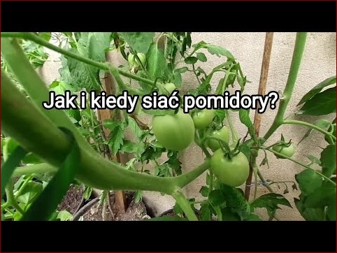 Kiedy siać pomidory? Odkryj idealny czas na obfite plony czerwonych owoców