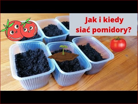 Kiedy siać pomidory? Odkryj idealny czas na obfite plony czerwonych owoców