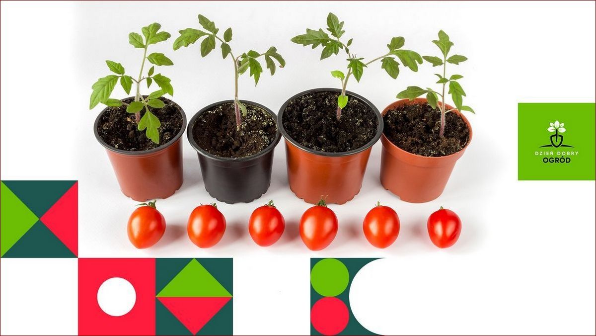 Kiedy siać pomidory pod folie? Kompletny przewodnik dla zapracowanych ogrodników