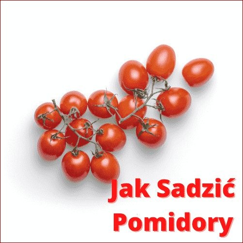 Kiedy siać pomidory pod folie? Kompletny przewodnik dla zapracowanych ogrodników