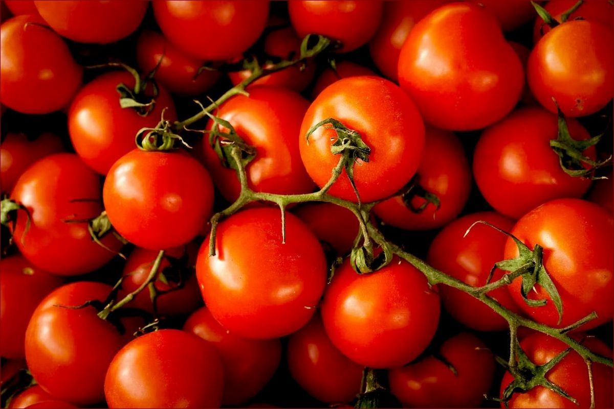 Kiedy siać pomidory pod folie? Kompletny przewodnik dla zapracowanych ogrodników