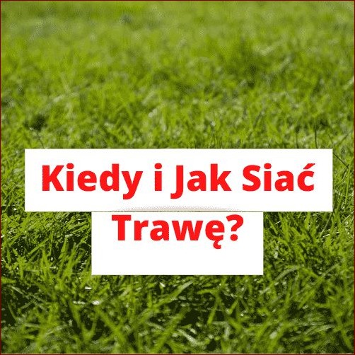 Kiedy siać trawę? Odkryj sekret idealnie zielonego trawnika