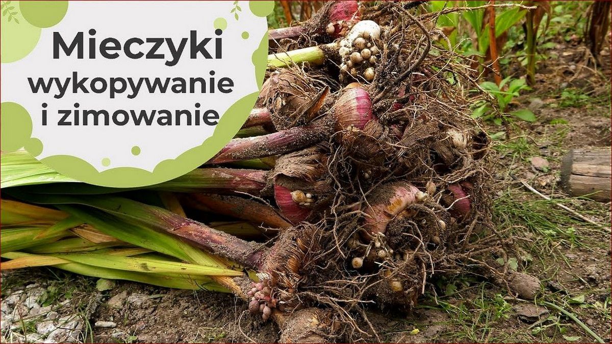 Kiedy wykopać cebulki mieczyków? Poznaj idealny czas i techniki!