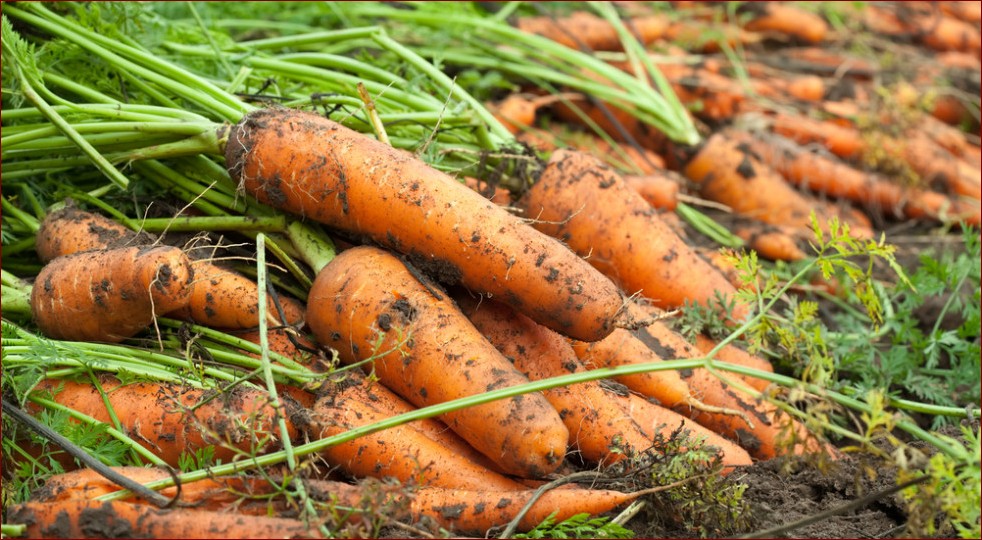 Kiedy wykopać marchew? Odkryj idealny moment na świeże i chrupiące warzywo