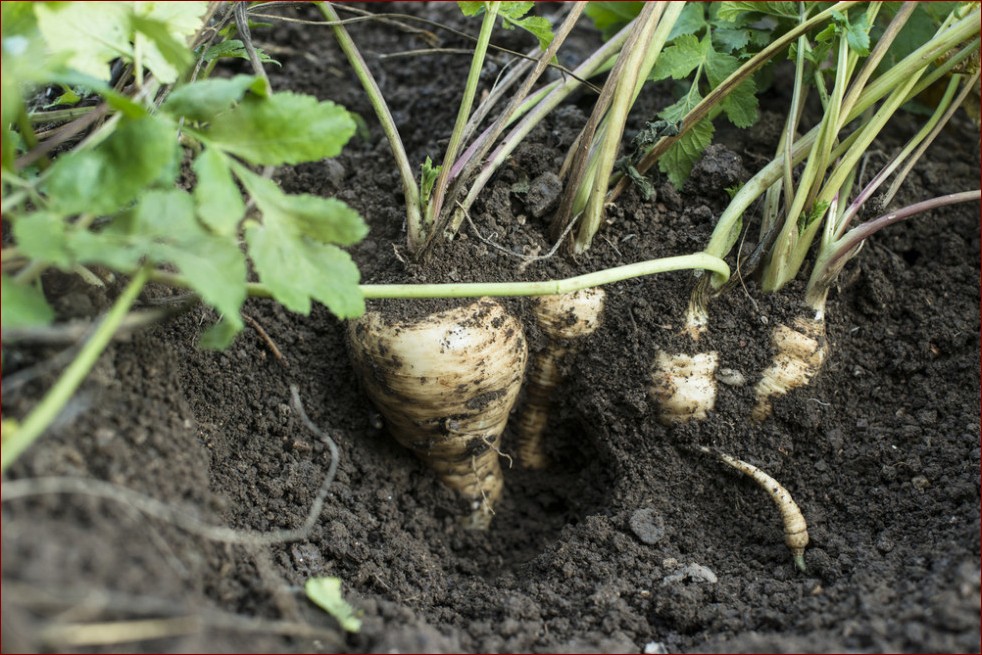 Kiedy wyrwać buraczki czerwone? Niezbędnik ogrodnika dla aromatycznych korzeni!