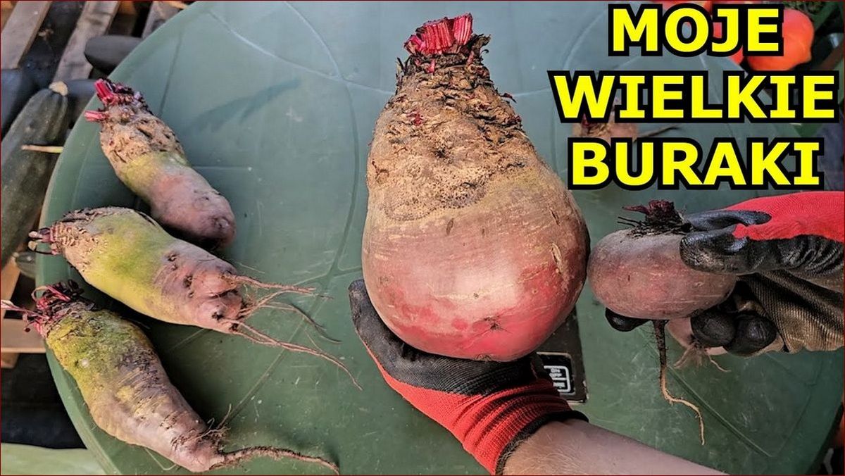 Kiedy zbierać buraki? Sekrety idealnego zbioru i słodkiego sukcesu! () Kiedy zbierać buraki? Sekrety idealnego zbioru i słodkiego sukcesu!